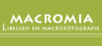 Macromia1
